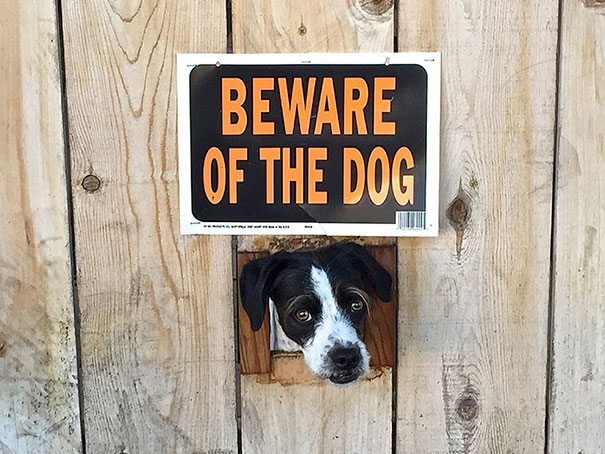 beware-of-dog-18