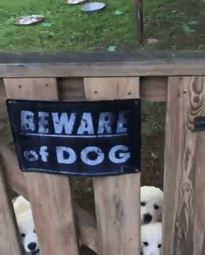 beware-of-dog-2