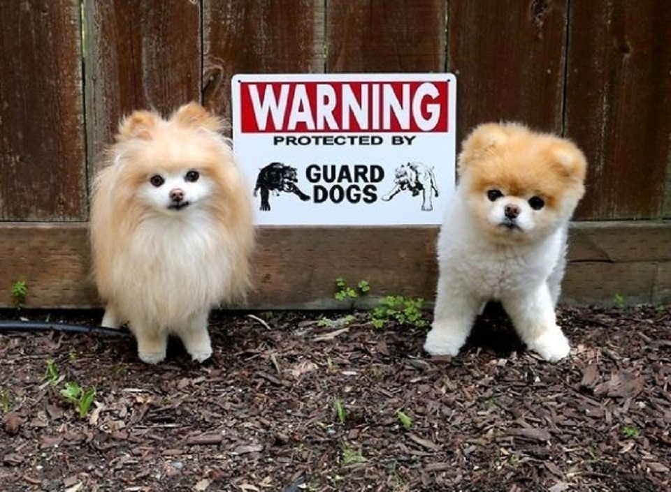 beware-of-dog-3