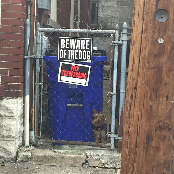beware-of-dog-4