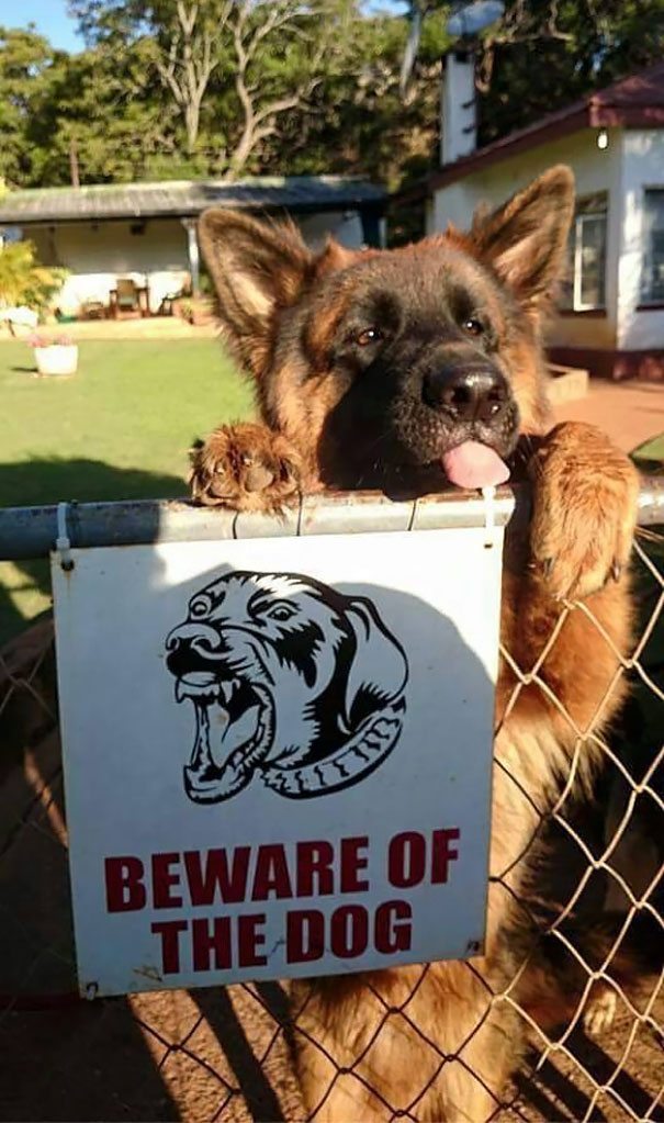 beware-of-dog-5