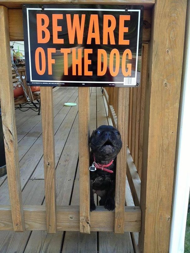 beware-of-dog-6