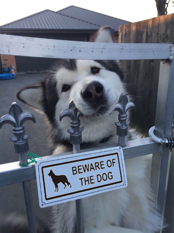 beware-of-dog-7