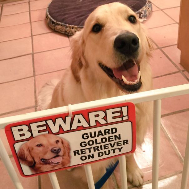 beware-of-dog-8