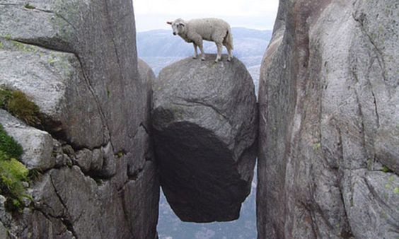 boulder-norway-sheep