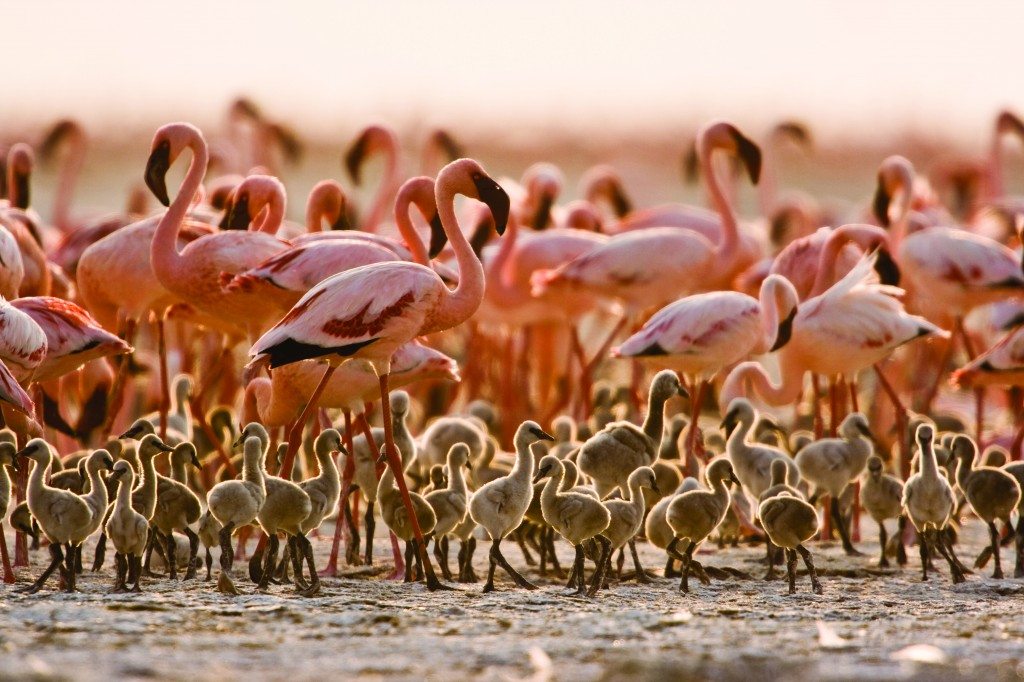 flamingos-lake-natron