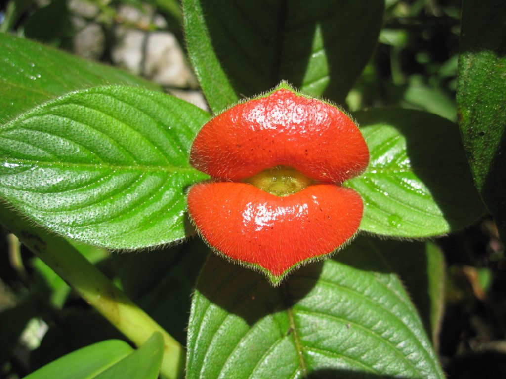 hot-lips-plants