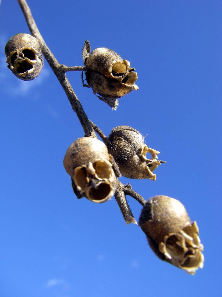 snapdragon-skulls