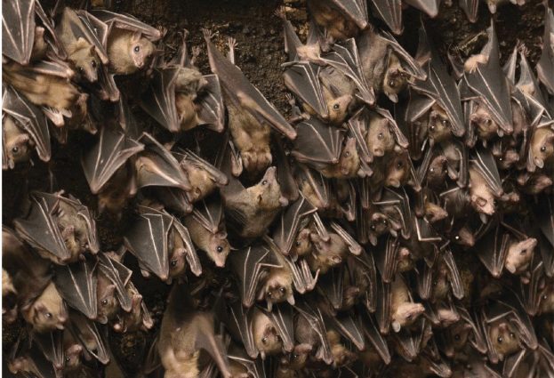 egyptian-fruit-bats