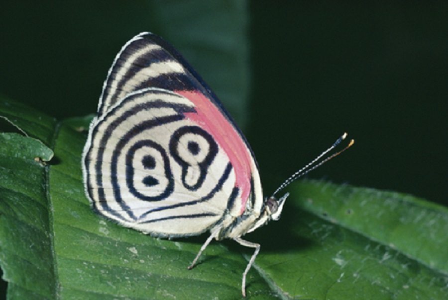 lucky-butterfly