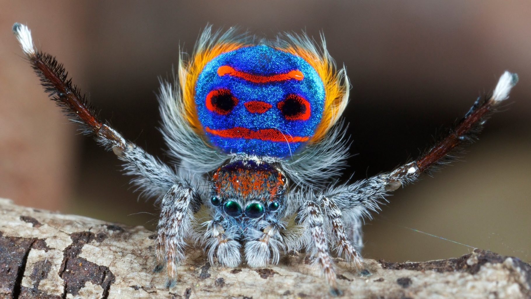 peacock-spider