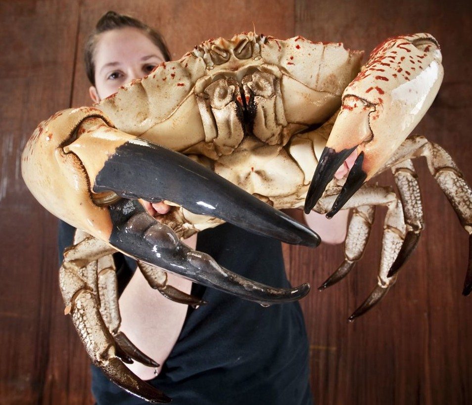 Tasmanian Giant Crab (Southern waters of Australia) AKA “Giant Deepwater Crab” – One of the largest crabs in the world. – Weighs a mighty 29lb with a 15-inch shell. – It has a white shell with claws that are splashed in red.