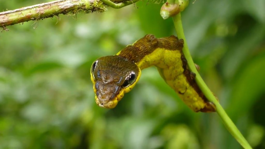 snake-mimic-caterpillar