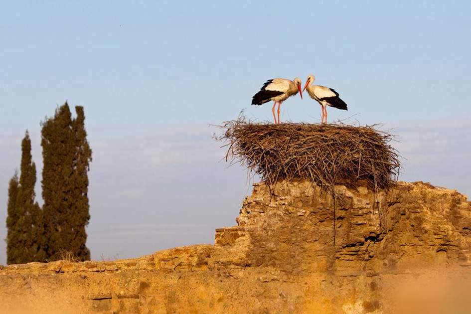 birdwatching-in-morocco