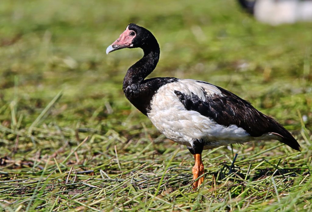 magpie-geese