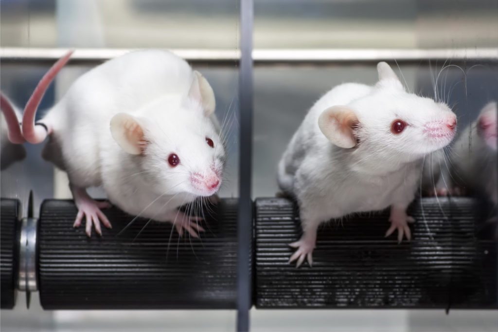 mice-grown-in-lab