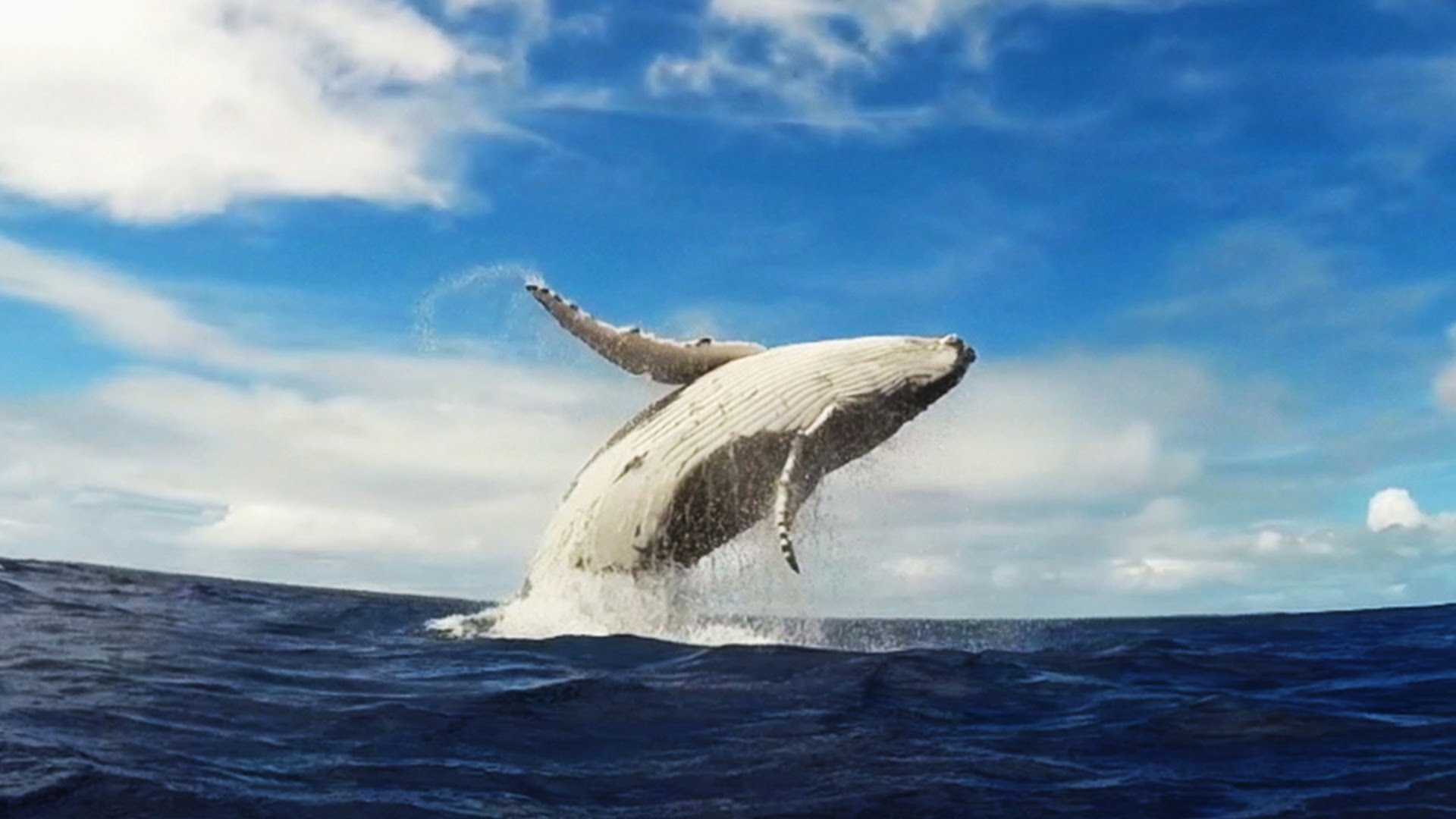 whale-breaching