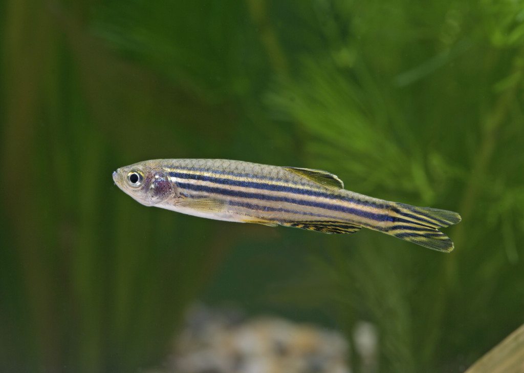 zebra-fish
