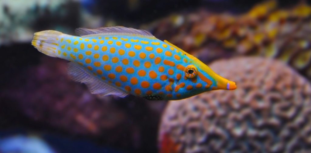reef-fish