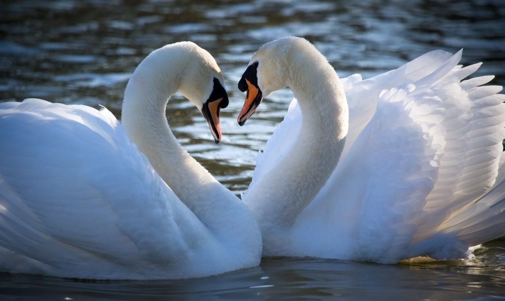 swans-heart
