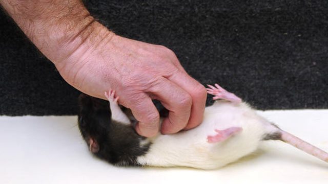 tickling-rats