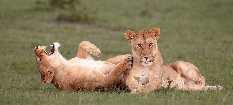 animals-caught-in-funny-situations-11