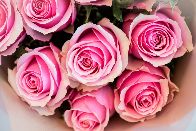 medium pink roses